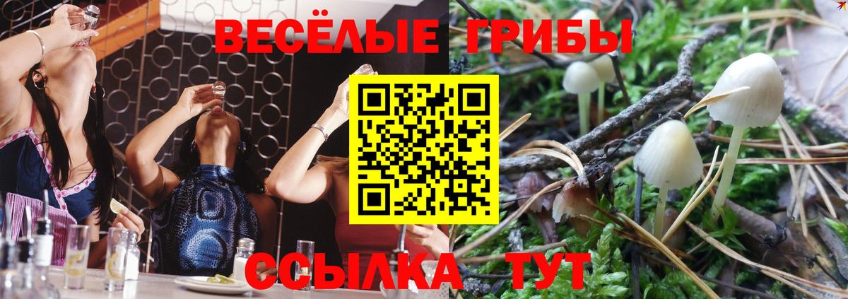 Галлюциногенные грибы Psilocybine cubensis Пугачёв